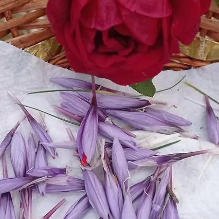 Guest Art House Aurora Pissignano