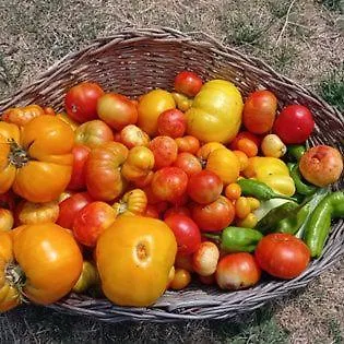 招待所 Guest Art House Aurora Pissignano